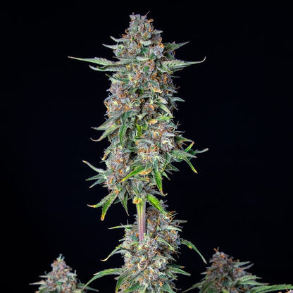 Do-si-dos Auto (Royal Queen Seeds)