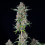 Do-Si-Dos Auto (Royal Queen Seeds)