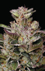 Donutz (Humboldt Seed Co.) Feminized