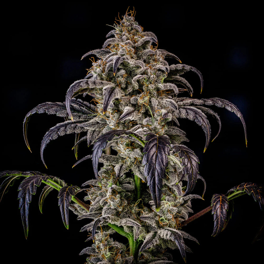 Mephisto Genetics Auto