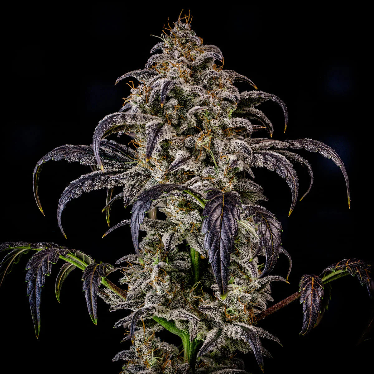 Double Grape Auto (Mephisto Genetics) Cannabis Samen von Mephisto Genetics