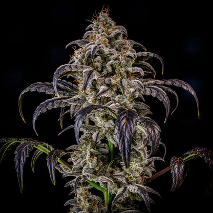 Double Grape Auto (Mephisto Genetics) Cannabis Samen von Mephisto Genetics