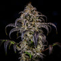 Double Grape Auto (Mephisto Genetics)