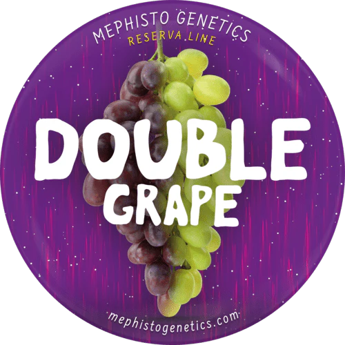 Double Grape Auto (Mephisto Genetics)