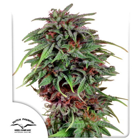 Durban Poison (Dutch Passion) feminisiert