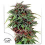 Durban Poison (Dutch Passion) feminisiert