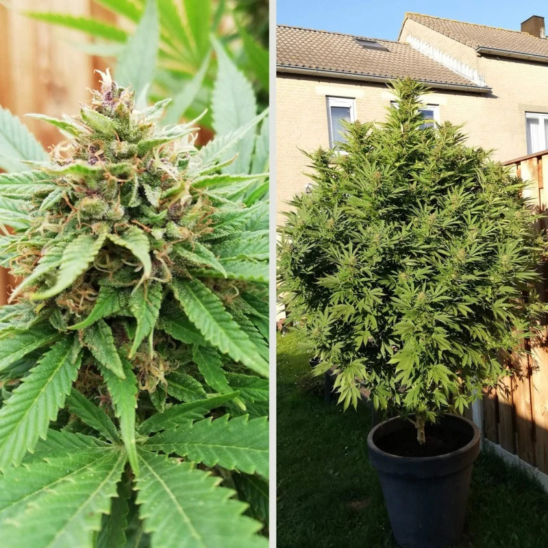 Durban Poison (Dutch Passion) feminisiert