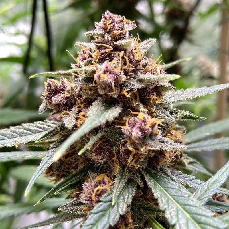 Durban Poison (Dutch Passion) feminisiert