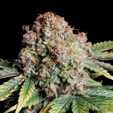 Strawberry Soda Auto Kompakte Autoflower für den Balkon