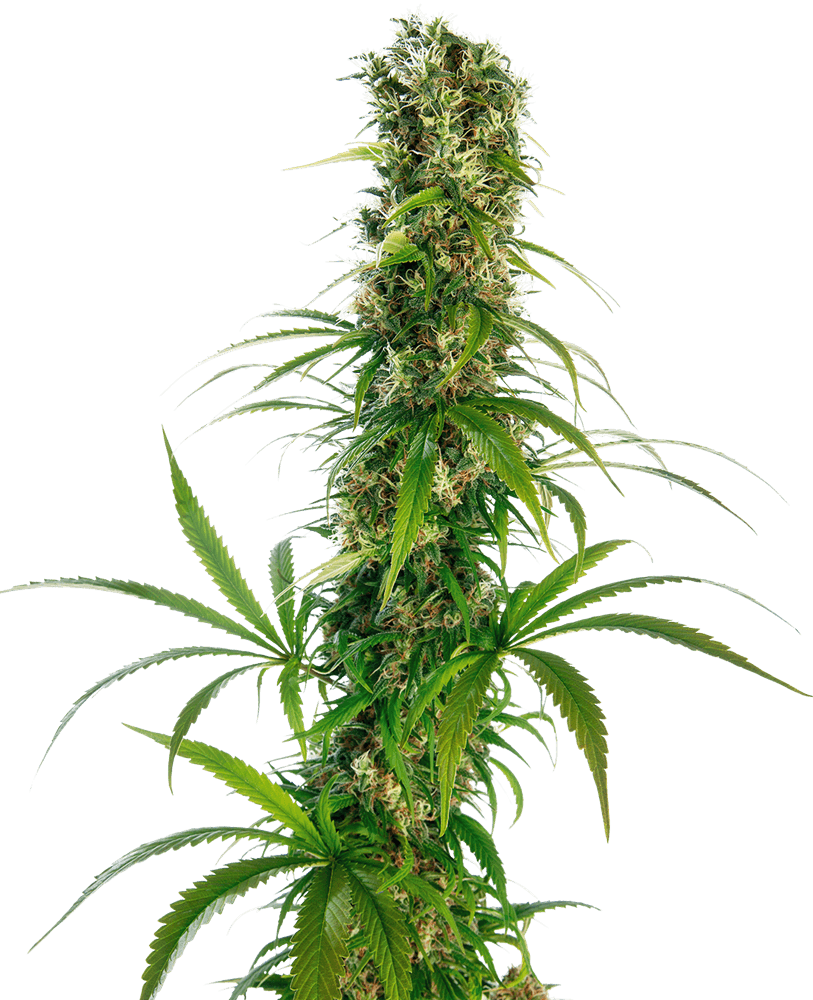 Michka (Sensi Seeds) Regulär Cannabis Samen von Sensi Seeds