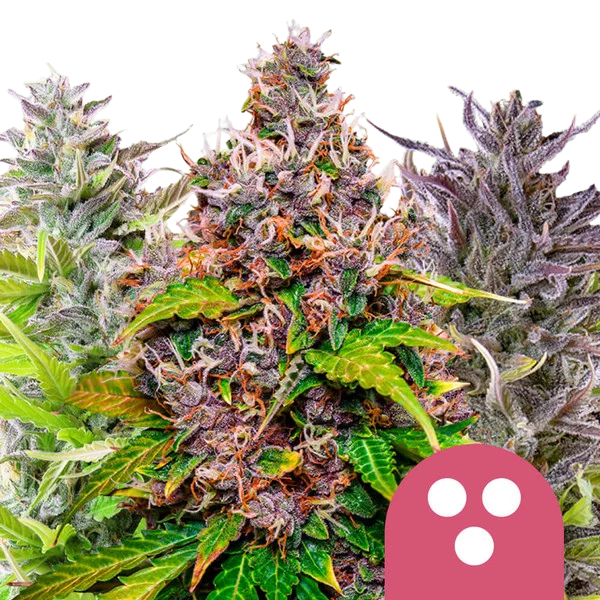 Feminisiert Mix (Royal Queen Seeds) feminisiert
