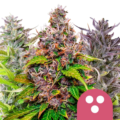 Feminisiert Mix (Royal Queen Seeds) feminisiert