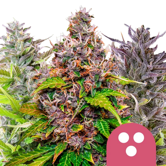 Feminisiert Mix (Royal Queen Seeds) feminisiert