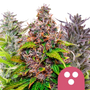 Feminized Mix (Royal Queen Seeds) feminized