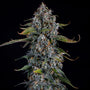 Forum Stomper Auto (Mephisto Genetics)
