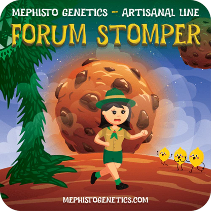 Forum Stomper Auto (Mephisto Genetics)