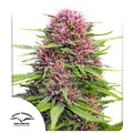 Frisian Dew (Dutch Passion) feminisiert Cannabis Samen von Dutch Passion