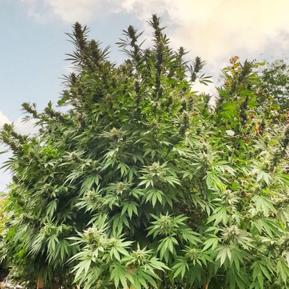 Frisian Dew (Dutch Passion) feminisiert