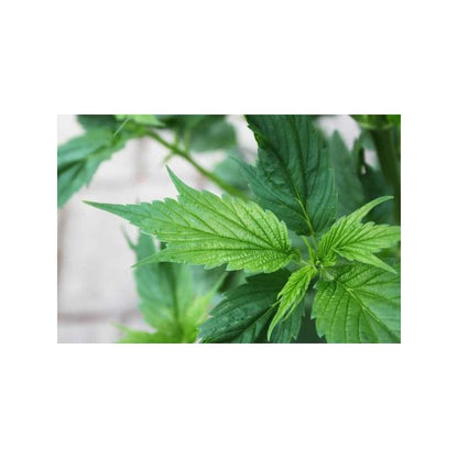 Frisian Duck (Dutch Passion) feminisiert