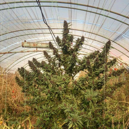 Frisian Duck (Dutch Passion) feminisiert