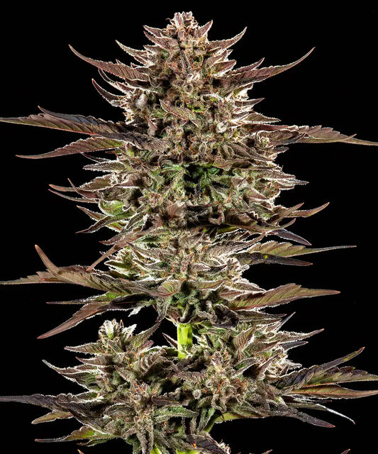 Frosted Zinn x 3 Bears OG Auto (Barneys Farm)