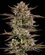 Frosted Zin x 3 Bears OG Auto (Barneys Farm)