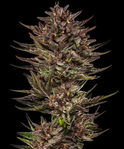 Frosted Zinn x Cookie Dog Auto (Barneys Farm)