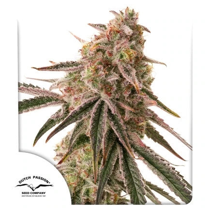 Frozen Biscotti (Dutch Passion) feminisiert Cannabis Samen von Dutch Passion