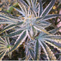 Fruit Tree (The Cali Connection) feminized