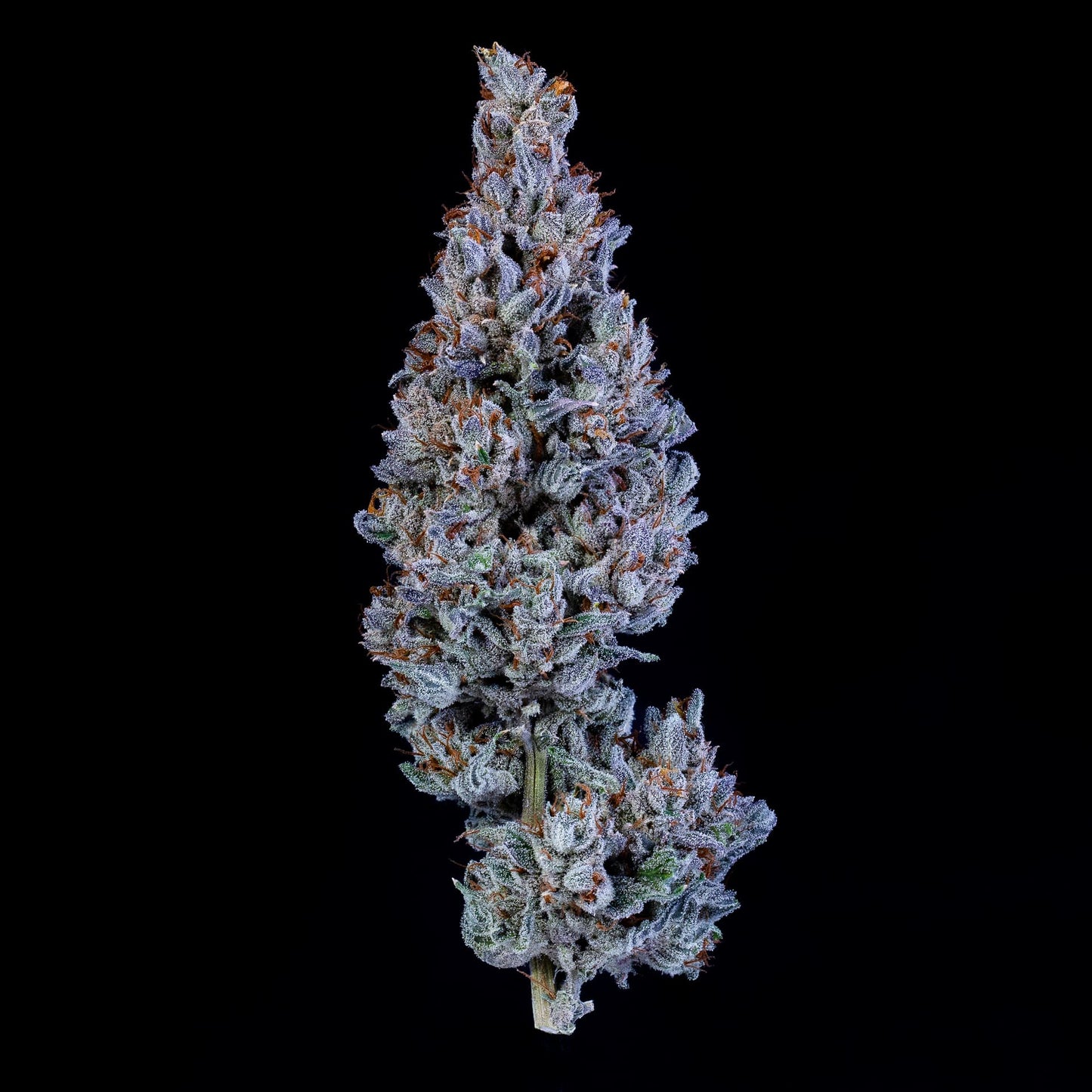 Fugue State Auto (Mephisto Genetics)