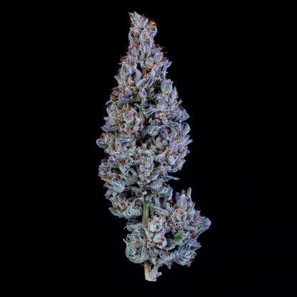 Fugue State Auto (Mephisto Genetics)