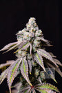 Blueberry Fudge (Lovin In Her Eyes) Feminized