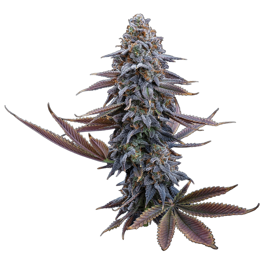 G13 Genius (Brothers Grimm Seeds)