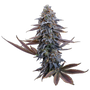 G13 Genius (Brothers Grimm Seeds) feminisiert