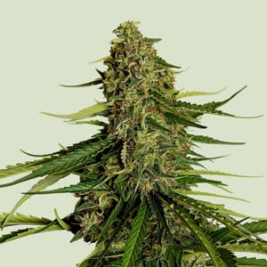 Gaia F1 Auto (Royal Queen Seeds)