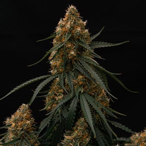 Gaia F1 Auto (Royal Queen Seeds)