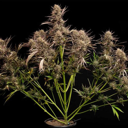 Garlic Muffin F1 Auto (Seedsman)