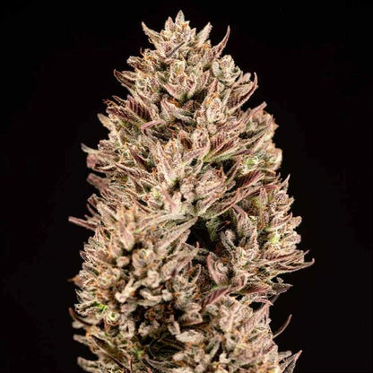 Garlic Muffin F1 Auto (Seedsman)