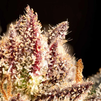 Garlic Muffin F1 Auto (Seedsman)