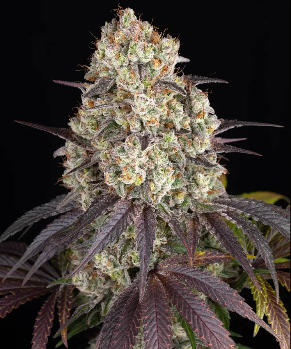 Gary Payton (Barneys Farm) feminisiert