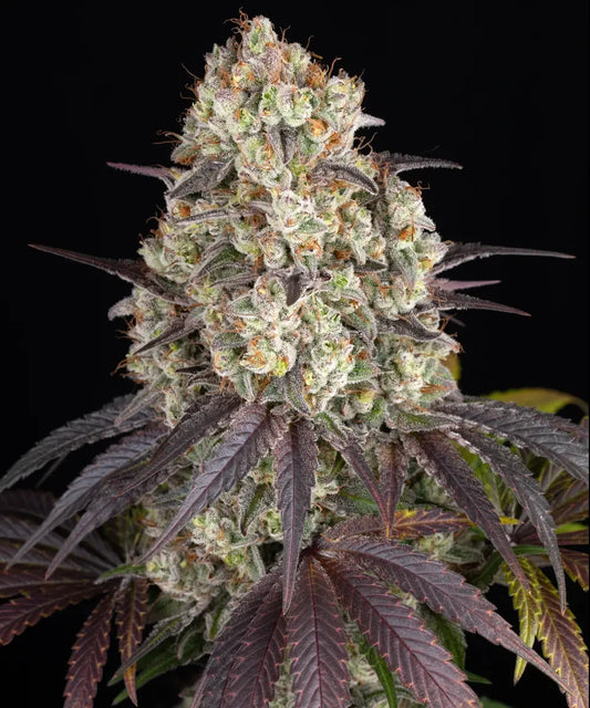 Gary Payton (Barneys Farm) feminisiert