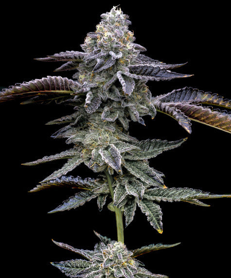 Gas Pack Strain (Barneys Farm) feminisiert