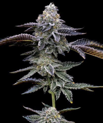 Gas Pack Strain (Barneys Farm) feminisiert