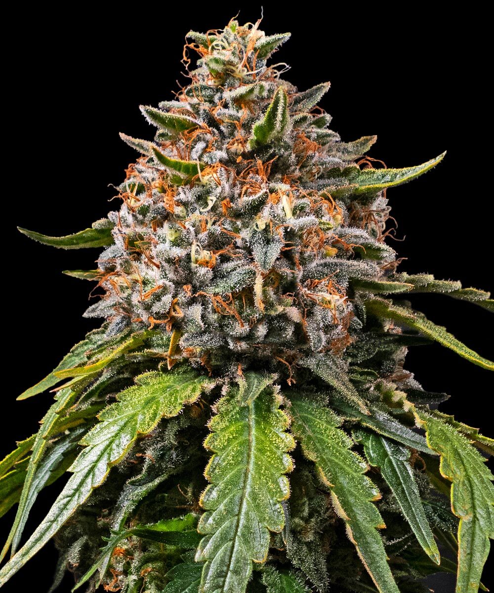 Gas Pack Strain (Barneys Farm) feminisiert