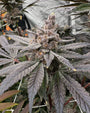 Gasserole (Solfire Gardens) feminized