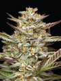 Gazzurple (Humboldt Seed Co.) Feminized