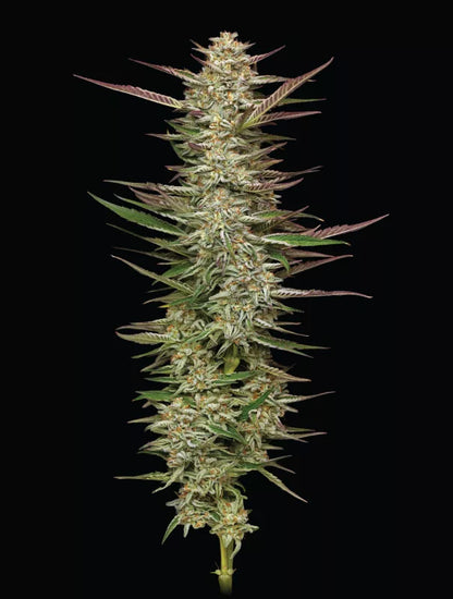 Gazzurple (Humboldt Seed Co.) feminisiert