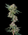 Glue 31 (Compound Genetics) feminized