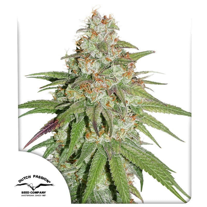 Glueberry O.G. (Dutch Passion) feminisiert Cannabis Samen von Dutch Passion