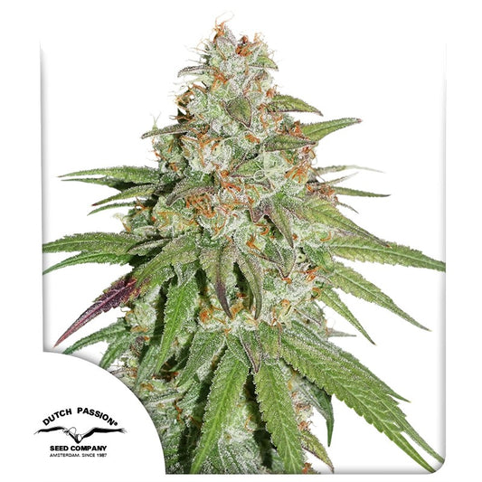 Glueberry O.G. (Dutch Passion) feminisiert Cannabis Samen von Dutch Passion